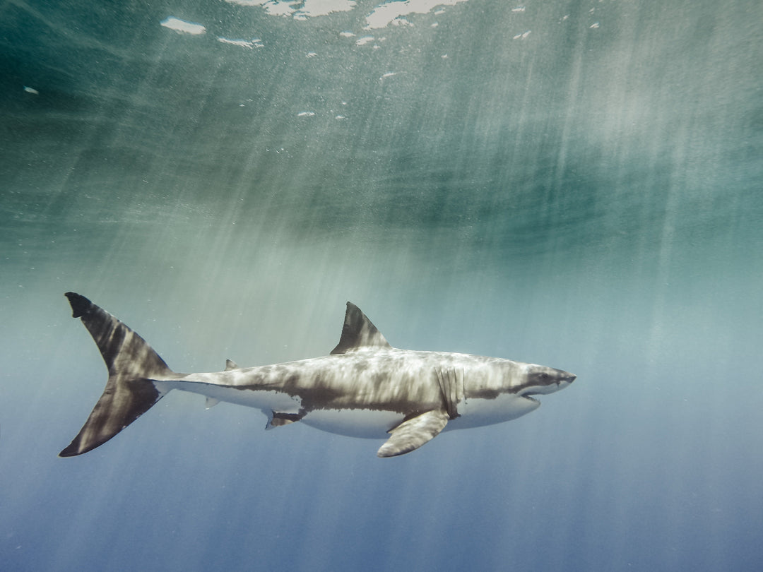 Vissla High Five Mike Coots Collection - shark conservation and surf art collaboration